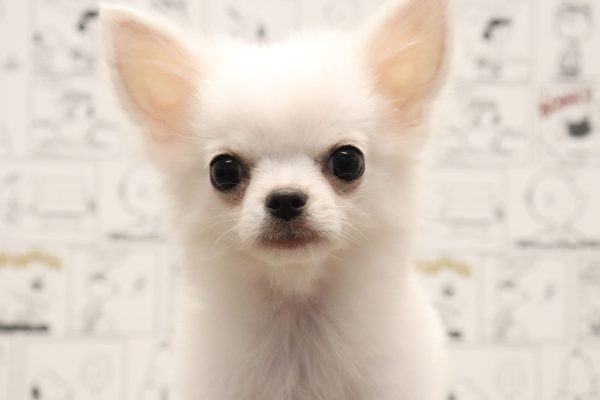 チワワ