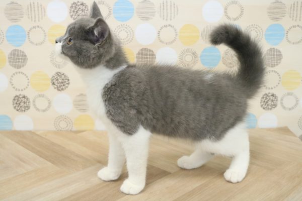 東京都のブリティッシュショートヘアー (ペットショッププチマリア 多摩唐木田店/2026年5月19日生まれ/男の子/ブルーホワイト)の子猫の2枚目の画像