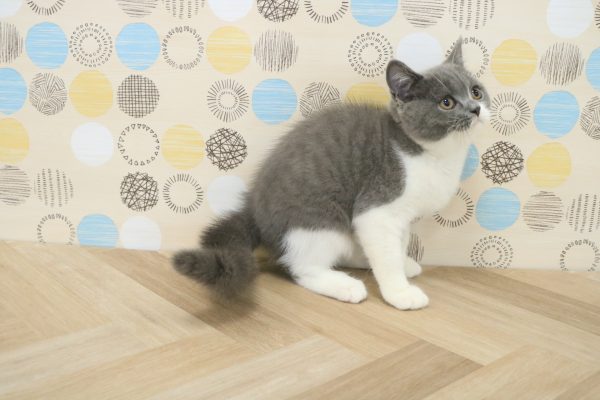 東京都のブリティッシュショートヘアー (ペットショッププチマリア 多摩唐木田店/2026年5月19日生まれ/男の子/ブルーホワイト)の子猫の3枚目の画像