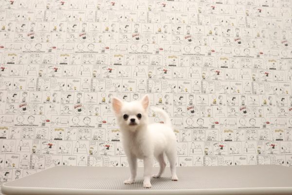 三重県のチワワ(ロング) (ペットショッププチマリア　イオンタウン松阪船江店/2026年5月15日生まれ/男の子/クリーム)の子犬の4枚目の画像