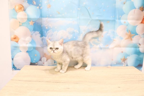 愛知県のエキゾチック (ペットショッププチマリア 一宮イオンモール木曽川キリオ店/2026年5月23日生まれ/女の子/シルバーパッチドタビー)の子猫の3枚目の画像