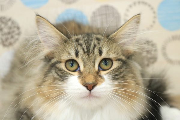 ノルウェージャンフォレストキャット