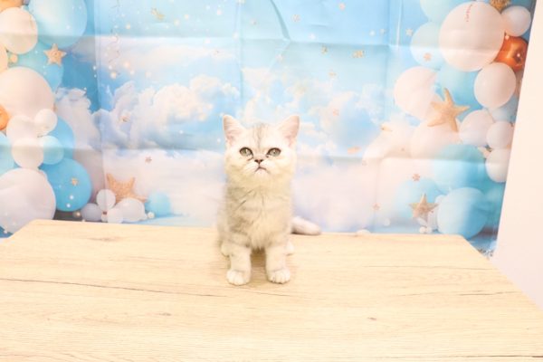 愛知県のエキゾチック (ペットショッププチマリア 一宮イオンモール木曽川キリオ店/2026年5月23日生まれ/女の子/シルバーパッチドタビー)の子猫の2枚目の画像