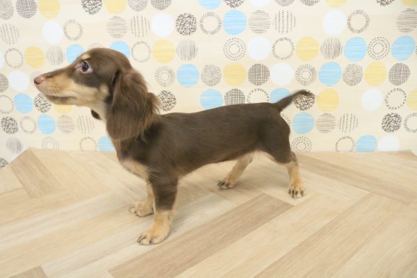 東京都のミニチュアダックスフンド(ロング) (ペットショッププチマリア 多摩唐木田店/2026年4月6日生まれ/女の子/チョコレートタン)の子犬の2枚目の画像