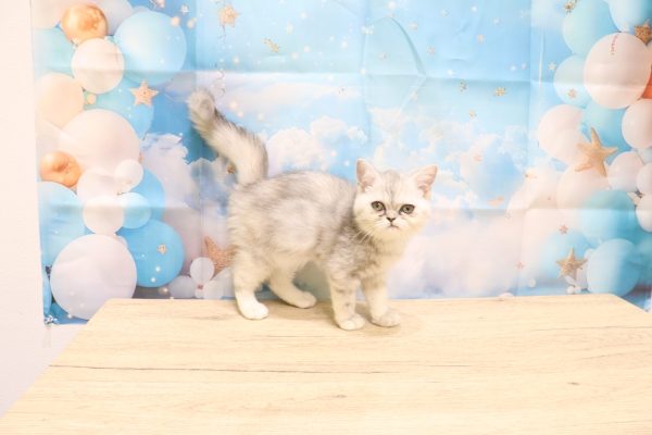 愛知県のエキゾチック (ペットショッププチマリア 一宮イオンモール木曽川キリオ店/2026年5月23日生まれ/女の子/シルバーパッチドタビー)の子猫の4枚目の画像