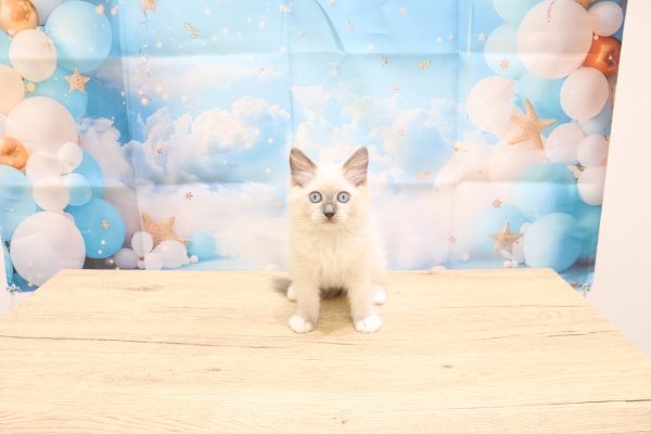 愛知県のラグドール (ペットショッププチマリア 一宮イオンモール木曽川キリオ店/2026年5月31日生まれ/女の子/ブルーポイントミテッド)の子猫の2枚目の画像