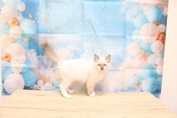 愛知県のラグドール (ペットショッププチマリア 一宮イオンモール木曽川キリオ店/2026年5月31日生まれ/女の子/ブルーポイントミテッド)の子猫の3枚目の画像