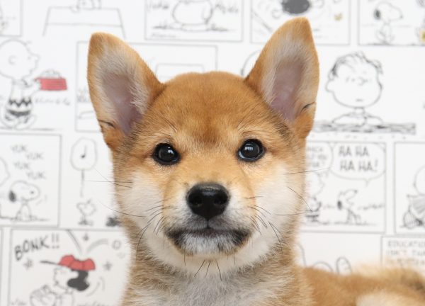 三重県の柴犬(標準サイズ) (ペットショッププチマリア　イオンタウン松阪船江店/2026年6月3日生まれ/男の子/赤)の子犬の1枚目の画像
