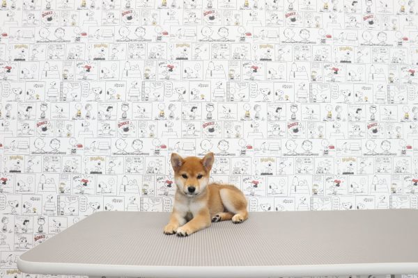 三重県の柴犬(標準サイズ) (ペットショッププチマリア　イオンタウン松阪船江店/2026年6月3日生まれ/男の子/赤)の子犬の4枚目の画像