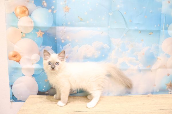 愛知県のラグドール (ペットショッププチマリア 一宮イオンモール木曽川キリオ店/2026年5月31日生まれ/女の子/ブルーポイントミテッド)の子猫の4枚目の画像
