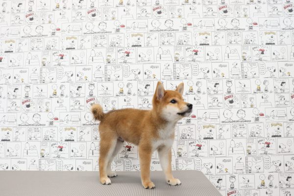 三重県の柴犬(標準サイズ) (ペットショッププチマリア　イオンタウン松阪船江店/2026年6月3日生まれ/男の子/赤)の子犬の2枚目の画像