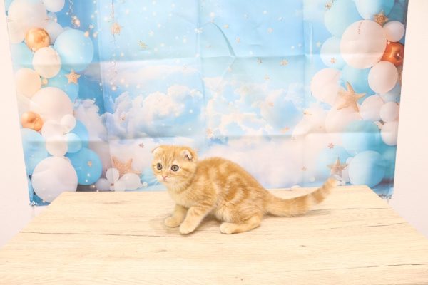 愛知県のスコティッシュフォールド (ペットショッププチマリア 一宮イオンモール木曽川キリオ店/2026年6月2日生まれ/女の子/レッドタビー)の子猫の4枚目の画像