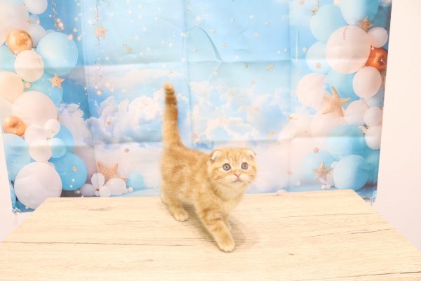 愛知県のスコティッシュフォールド (ペットショッププチマリア 一宮イオンモール木曽川キリオ店/2026年6月2日生まれ/女の子/レッドタビー)の子猫の2枚目の画像
