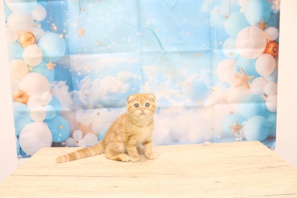 愛知県のスコティッシュフォールド (ペットショッププチマリア 一宮イオンモール木曽川キリオ店/2026年6月2日生まれ/女の子/レッドタビー)の子猫の3枚目の画像
