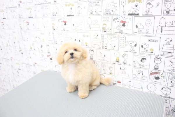岐阜県のペキプー(ペキニーズ×プードル) (ペットショッププチマリア 岐阜大垣垂井店/2026年6月2日生まれ/女の子/クリーム)の子犬の3枚目の画像