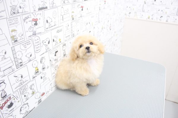 岐阜県のペキプー(ペキニーズ×プードル) (ペットショッププチマリア 岐阜大垣垂井店/2026年6月2日生まれ/女の子/クリーム)の子犬の2枚目の画像