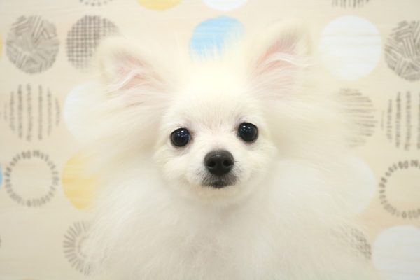 ポメラニアン