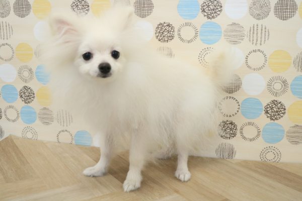 東京都のポメラニアン (ペットショッププチマリア 多摩唐木田店/2026年3月15日生まれ/男の子/ホワイト)の子犬の2枚目の画像