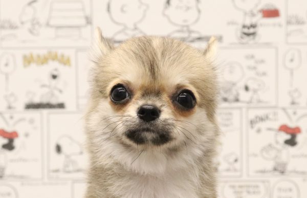 チワワ