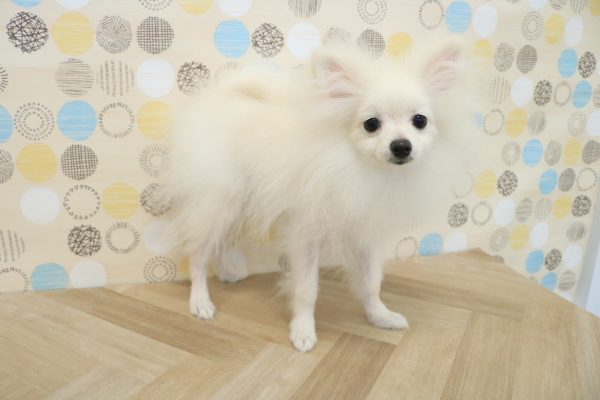東京都のポメラニアン (ペットショッププチマリア 多摩唐木田店/2026年3月15日生まれ/男の子/ホワイト)の子犬の3枚目の画像