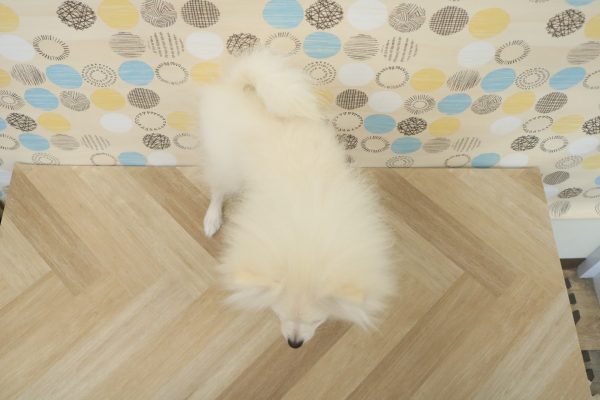 東京都のポメラニアン (ペットショッププチマリア 多摩唐木田店/2026年3月15日生まれ/男の子/ホワイト)の子犬の4枚目の画像