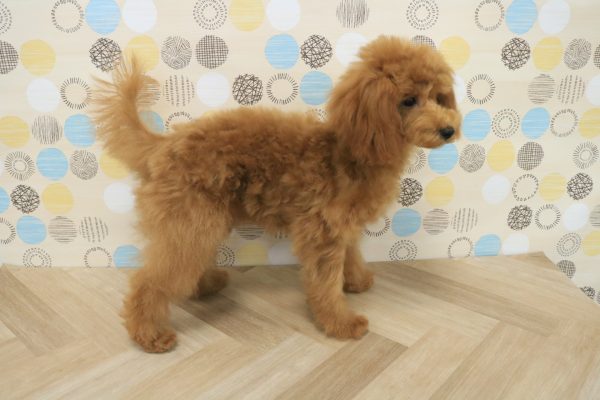 東京都のトイプードル(トイ) (ペットショッププチマリア 多摩唐木田店/2026年3月28日生まれ/女の子/レッドフォーン)の子犬の3枚目の画像