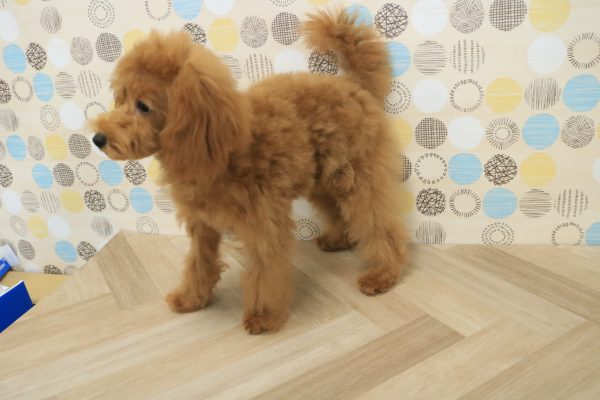 東京都のトイプードル(トイ) (ペットショッププチマリア 多摩唐木田店/2026年3月28日生まれ/女の子/レッドフォーン)の子犬の2枚目の画像
