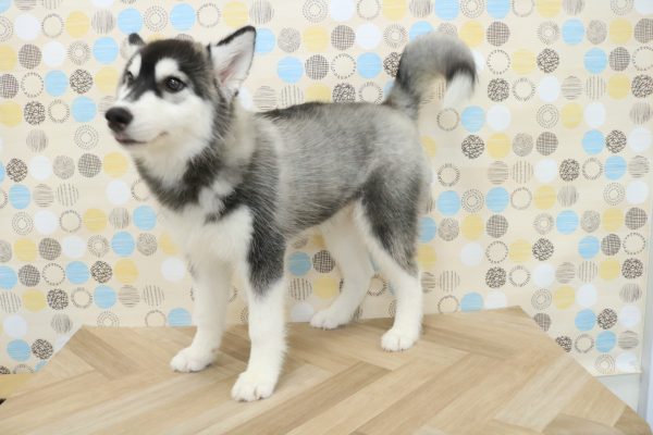 東京都のシベリアンハスキー (ペットショッププチマリア 多摩唐木田店/2026年4月12日生まれ/女の子/ブラックホワイト)の子犬の2枚目の画像