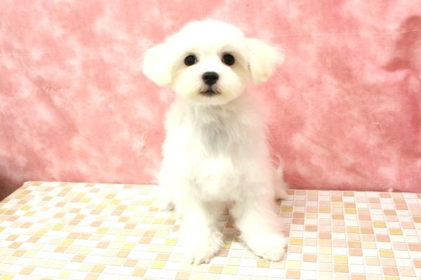 東京都のマルチーズ (ペットショッププチマリア 稲城若葉台店/2026年2月28日生まれ/女の子/ホワイト)の子犬の2枚目の画像