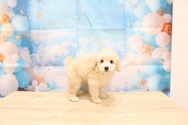 愛知県のトイプードル(トイ) (ペットショッププチマリア 一宮イオンモール木曽川キリオ店/2026年6月20日生まれ/男の子/ホワイト)の子犬の3枚目の画像