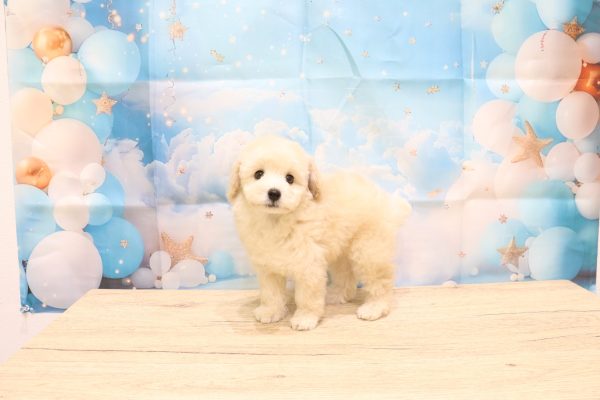 愛知県のトイプードル(トイ) (ペットショッププチマリア 一宮イオンモール木曽川キリオ店/2026年6月20日生まれ/男の子/ホワイト)の子犬の4枚目の画像