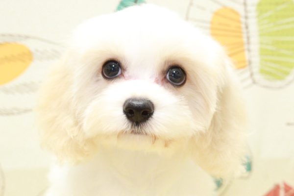 ミックス（ハーフ犬）