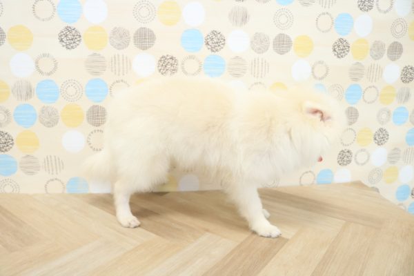 東京都のポメラニアン (ペットショッププチマリア 多摩唐木田店/2026年2月25日生まれ/男の子/クリーム)の子犬の3枚目の画像