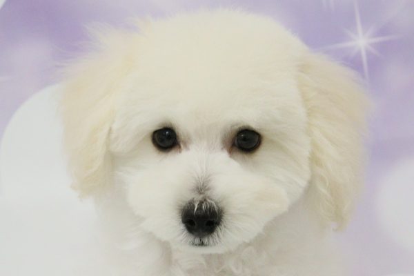 愛知県のトイプードル(トイ) (ペットショッププチマリア イオン小牧店/2026年4月25日生まれ/女の子/クリーム)の子犬の1枚目の画像