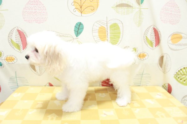東京都のミックス（ハーフ犬） (ペットショッププチマリア 町田多摩境店/2026年5月3日生まれ/女の子/クリーム)の子犬の3枚目の画像