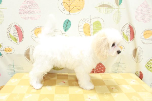 東京都のミックス（ハーフ犬） (ペットショッププチマリア 町田多摩境店/2026年5月3日生まれ/女の子/クリーム)の子犬の4枚目の画像
