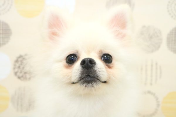 東京都のポメラニアン (ペットショッププチマリア 多摩唐木田店/2026年2月25日生まれ/男の子/クリーム)の子犬の1枚目の画像