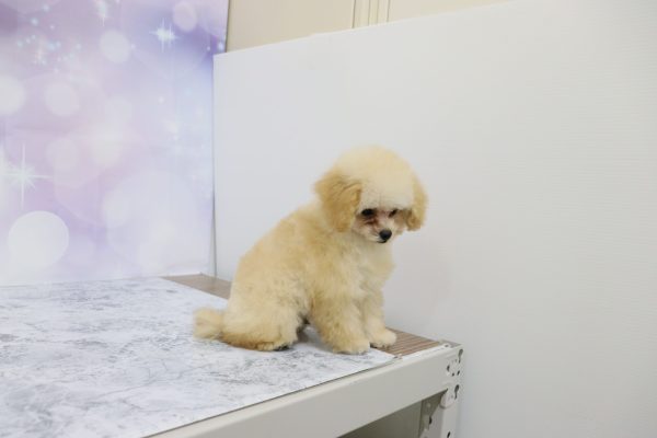愛知県のトイプードル(トイ) (ペットショッププチマリア イオン小牧店/2026年5月15日生まれ/男の子/クリーム)の子犬の3枚目の画像