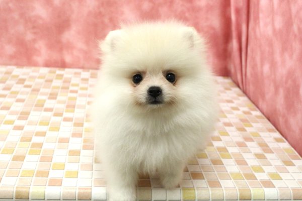 東京都のポメラニアン (ペットショッププチマリア 稲城若葉台店/2026年6月7日生まれ/男の子/クリーム)の子犬の2枚目の画像