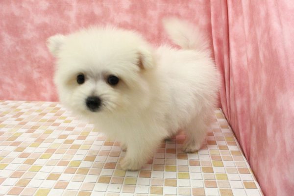 東京都のポメマル/マルポメ(ポメラニアン×マルチーズ) (ペットショッププチマリア 稲城若葉台店/2026年6月6日生まれ/女の子/クリーム)の子犬の3枚目の画像