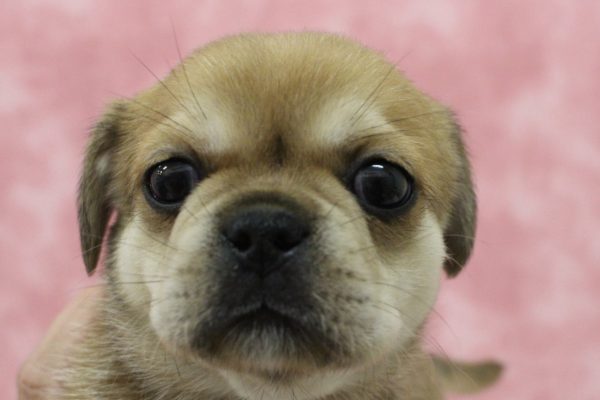 ミックス（ハーフ犬）