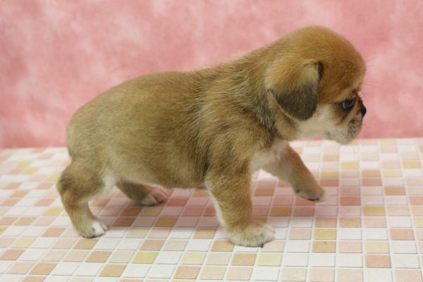 東京都のミックス（ハーフ犬） (ペットショッププチマリア 稲城若葉台店/2026年6月13日生まれ/女の子/レッド)の子犬の4枚目の画像