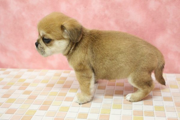 東京都のミックス（ハーフ犬） (ペットショッププチマリア 稲城若葉台店/2026年6月13日生まれ/女の子/レッド)の子犬の3枚目の画像