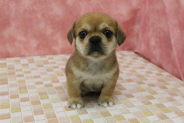 東京都のミックス（ハーフ犬） (ペットショッププチマリア 稲城若葉台店/2026年6月13日生まれ/女の子/レッド)の子犬の2枚目の画像