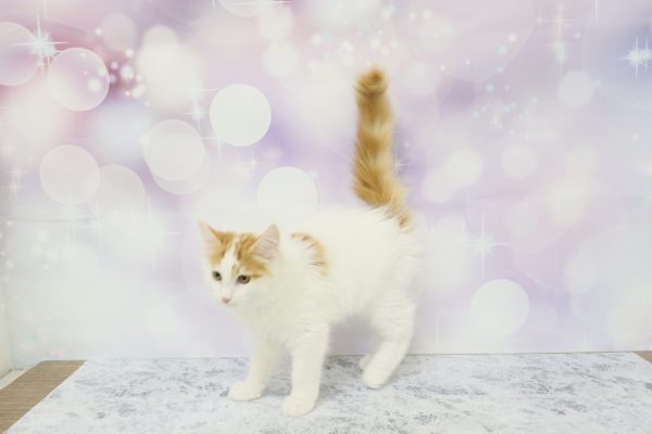 愛知県のノルウェージャンフォレストキャット (ペットショッププチマリア イオン小牧店/2026年5月20日生まれ/女の子/レッドタビーホワイト)の子猫の4枚目の画像