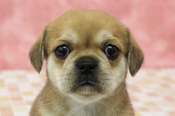 ミックス（ハーフ犬）