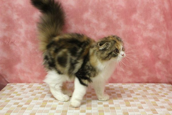東京都のスコティッシュフォールド (ペットショッププチマリア 稲城若葉台店/2026年4月15日生まれ/女の子/ブラウンパッチドタビーホワイト)の子猫の4枚目の画像