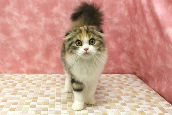 東京都のスコティッシュフォールド (ペットショッププチマリア 稲城若葉台店/2026年4月15日生まれ/女の子/ブラウンパッチドタビーホワイト)の子猫の2枚目の画像