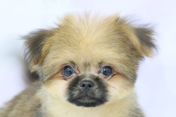 ミックス（ハーフ犬）