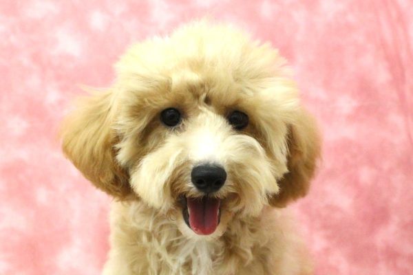 ミックス（ハーフ犬）